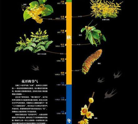 澳梅花期（探秘澳洲最美的花海景观）