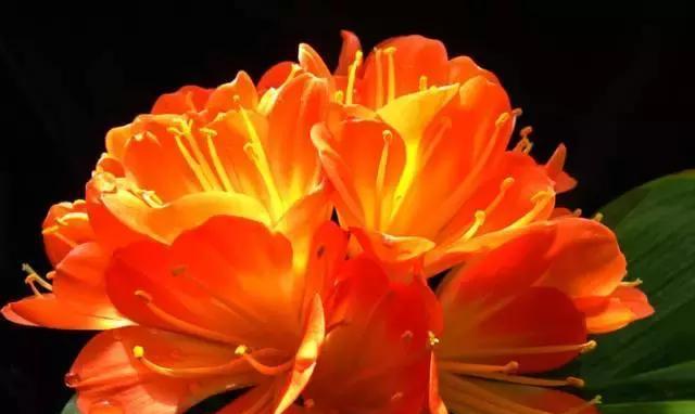 探寻澳门市花——莲花的象征意义（揭秘澳门市花的历史渊源）