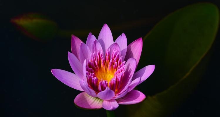 探寻澳门市花——莲花的象征意义（揭秘澳门市花的历史渊源）