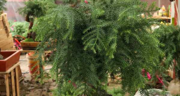 澳洲杉的种植与养护（适合初学者的养护方法和注意事项）