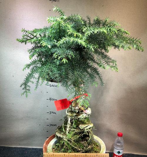 澳洲杉的种植与养护（适合初学者的养护方法和注意事项）