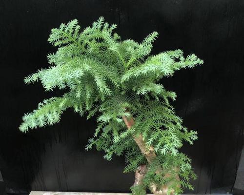 澳洲杉——理想的办公室植物选择（美化环境）
