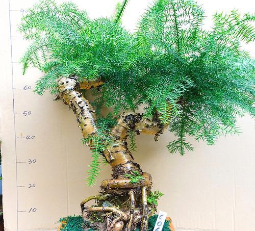澳洲杉——理想的办公室植物选择（美化环境）