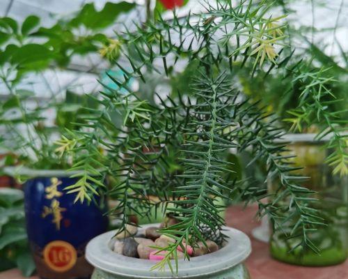如何选择澳洲杉的种植盆（优选材质）