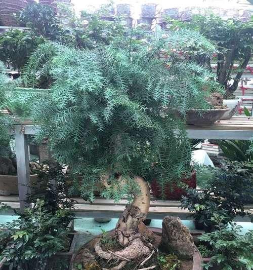 如何正确修剪澳洲杉（澳洲杉修剪方法）