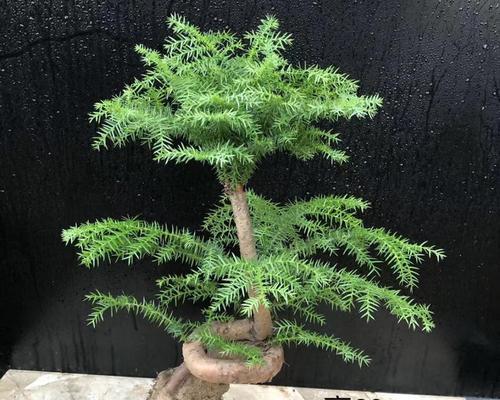 如何正确修剪澳洲杉（澳洲杉修剪方法）