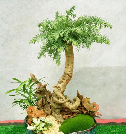 澳洲杉的养殖方法（从种植到收获）