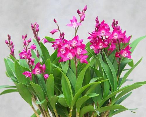 澳洲石斛之奇花异象（一年开几次花）
