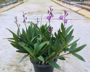 如何培育澳洲石斛开花（探索澳洲石斛的种植和护理技巧）
