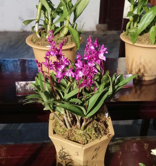 如何培育澳洲石斛开花（探索澳洲石斛的种植和护理技巧）