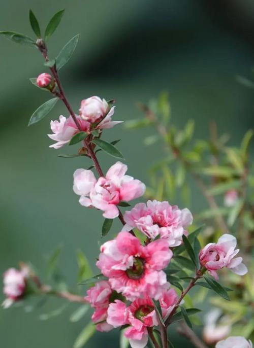 澳洲松红梅开花频率和花期解析（探秘澳洲松红梅花期）