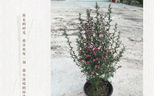 澳洲松红梅开花频率和花期解析（探秘澳洲松红梅花期）