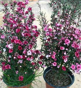 澳洲松红梅开花频率和花期解析（探秘澳洲松红梅花期）