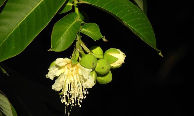 八宝花开花时间及品种介绍（赏花的好时机）