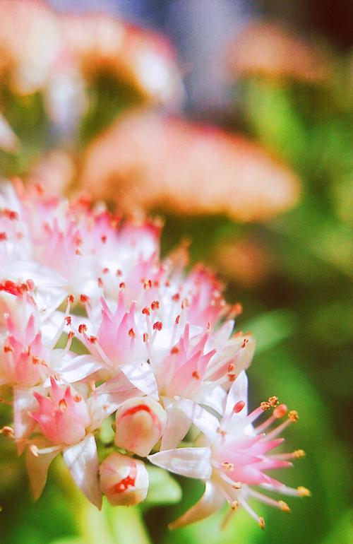 八宝花开花时间及品种介绍（赏花的好时机）