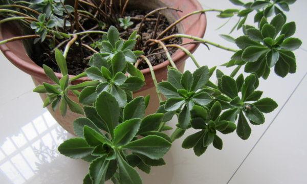 八宝景天的风水寓意与摆放位置（探究八宝景天在居家风水中的作用及摆放技巧）