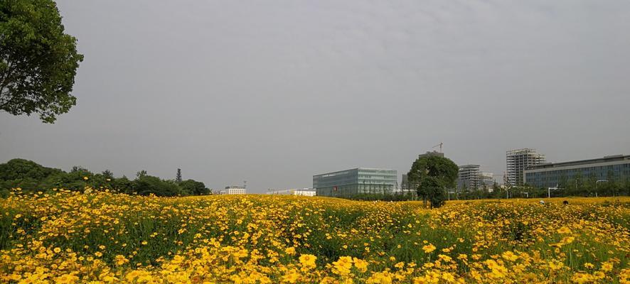 八宝景天的生长环境选择（探究八宝景天的喜阳还是喜阴）