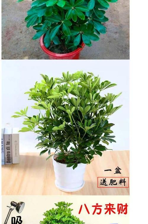 八方来财掉叶子怎么办（如何保护自己财富安全）