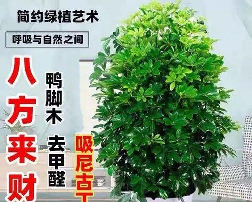 八方来财，投资养殖的好选择（养殖方法、养护要点详解）