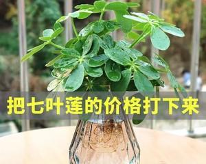 八方来财，水养有妙招（掌握这些技巧）