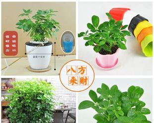 以土种植为主，打造八方来财的福地（以土种植为主）