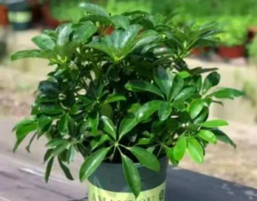 八方来财树开花的吉兆（预示着好运和财富的到来）