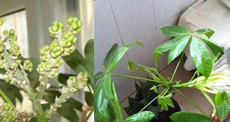 八方来财树开花的吉兆（预示着好运和财富的到来）