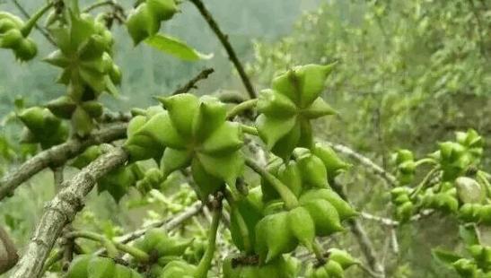 揭秘八角采摘时间及收获季节（了解八角的生长周期与采摘技巧）