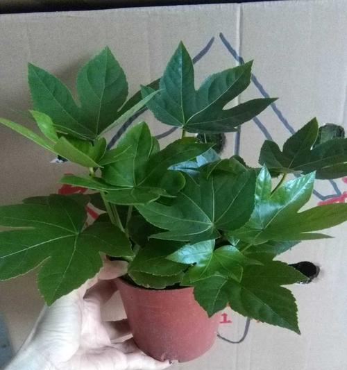 八角花盆，适合养什么花（种出别样风情）