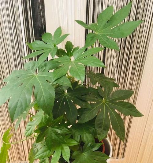 八角金盘开花的时间和特点（探究八角金盘的生长规律）