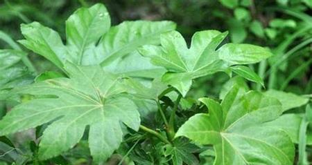 八角金盘开花的时间和特点（探究八角金盘的生长规律）