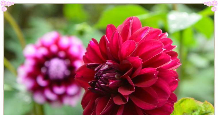 花语寓意吉祥如何运用吉祥花卉带来好运（探索花语寓意的神秘力量）