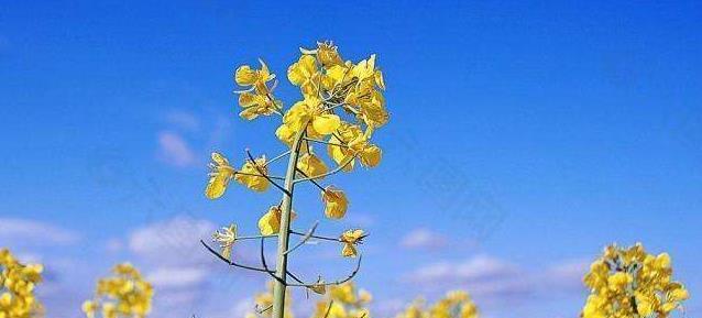 用花语加油，鼓舞士气（花语传递加油的力量）