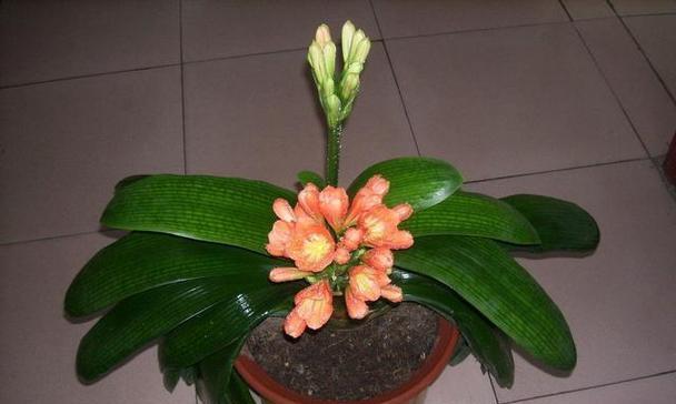花语之平安（探索花语中的平安之意）
