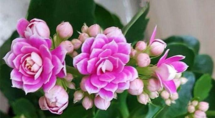 守护的花（探索花语中象征守护的花种及其意义）