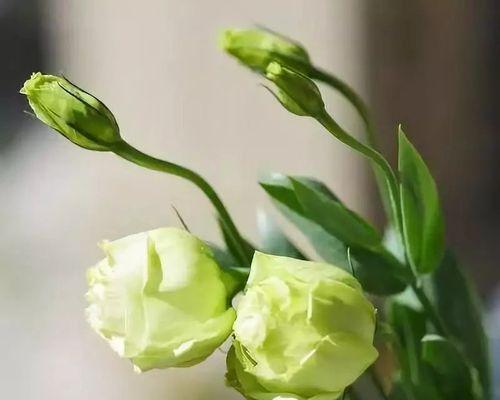 温柔的花——用花语传达温柔之美（以花语表达的温柔）