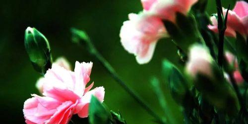 用花语传递无私奉献的美好（花开花落）