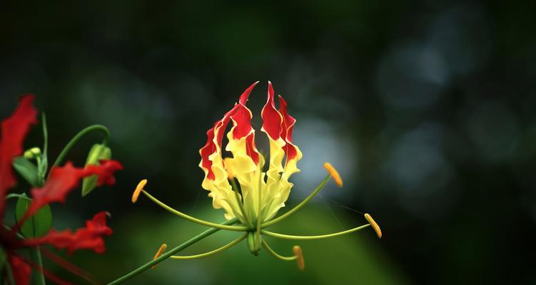 自负的花（花语中的自负）
