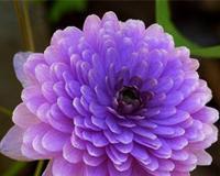 自负的花（花语中的自负）