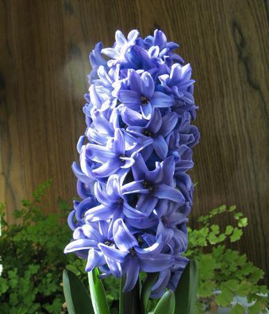 风信子花语之色彩世界（探索不同颜色风信子的花语寓意）