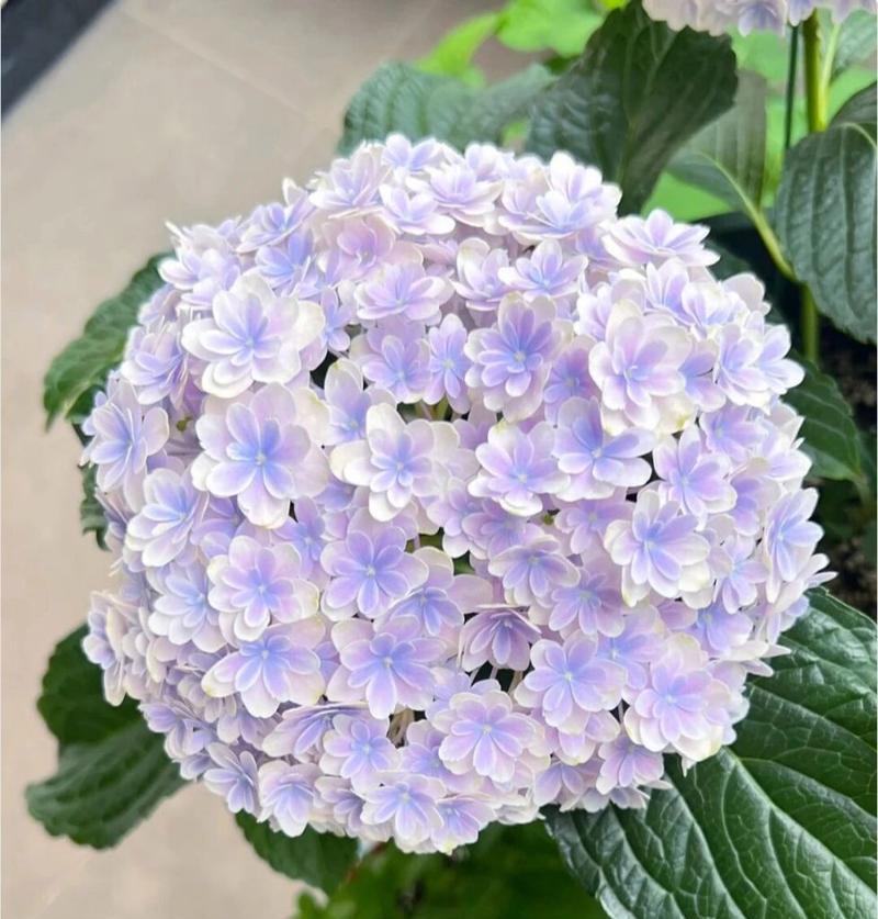 绣球花花语之不同颜色的含义（探索绣球花各色花语）