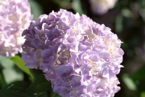 绣球花花语之不同颜色的含义（探索绣球花各色花语）