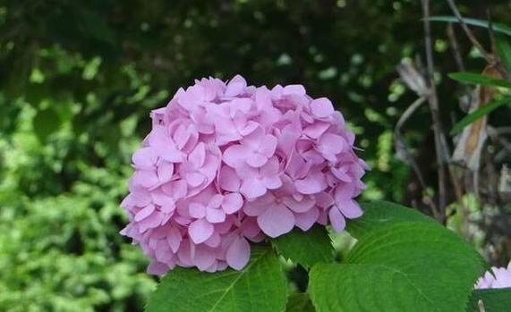 绣球花花语之不同颜色的含义（探索绣球花各色花语）