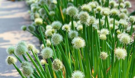 以葱开花的寓意及预兆（探索葱花的象征意义与可能预示的未来）