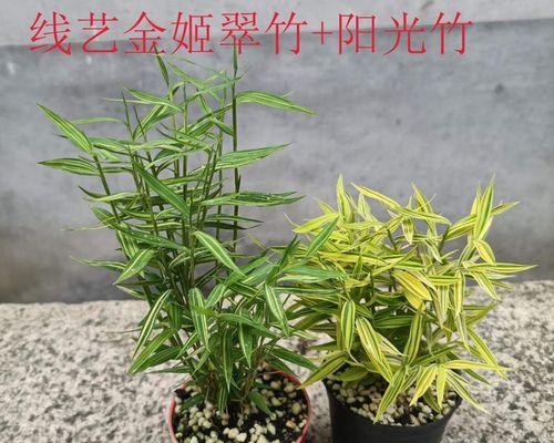 翠竹的象征意义及其美丽特质（探寻翠竹的哲学魅力）