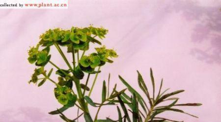 大戟科植物——独特的特征与功能（探索大戟科植物的奥秘）