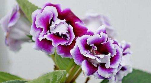 大岩桐花语及代表意义（探寻大岩桐花的美与寓意）