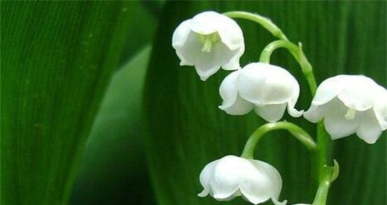 花语（以玫瑰为媒）