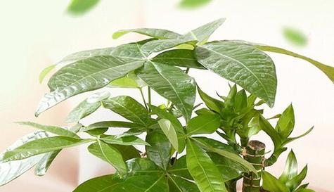 富贵之植——探索代表富贵的植物（传承与象征的绿色财富）