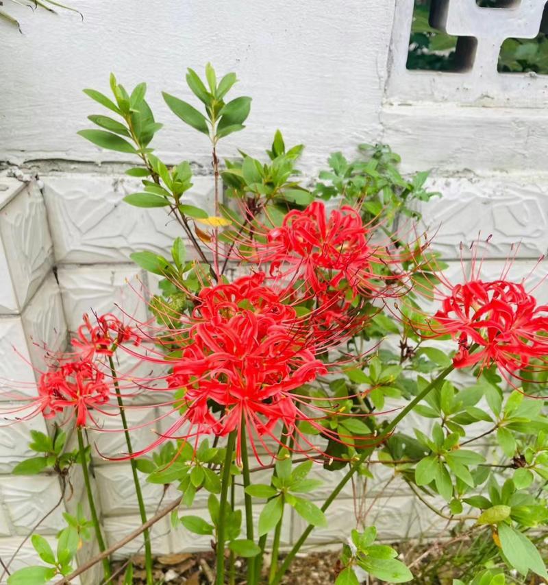 高冷孤傲之花（冰雪玫瑰绽放）